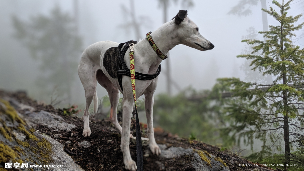 宠物动物合集户外遛狗
