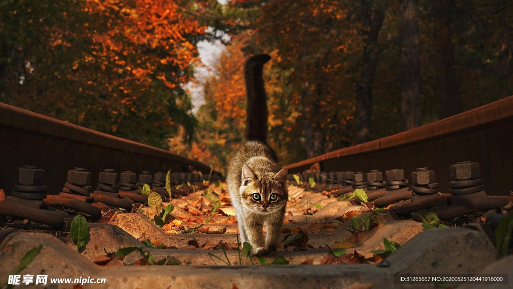 宠物动物合集墨镜猫咪壁纸