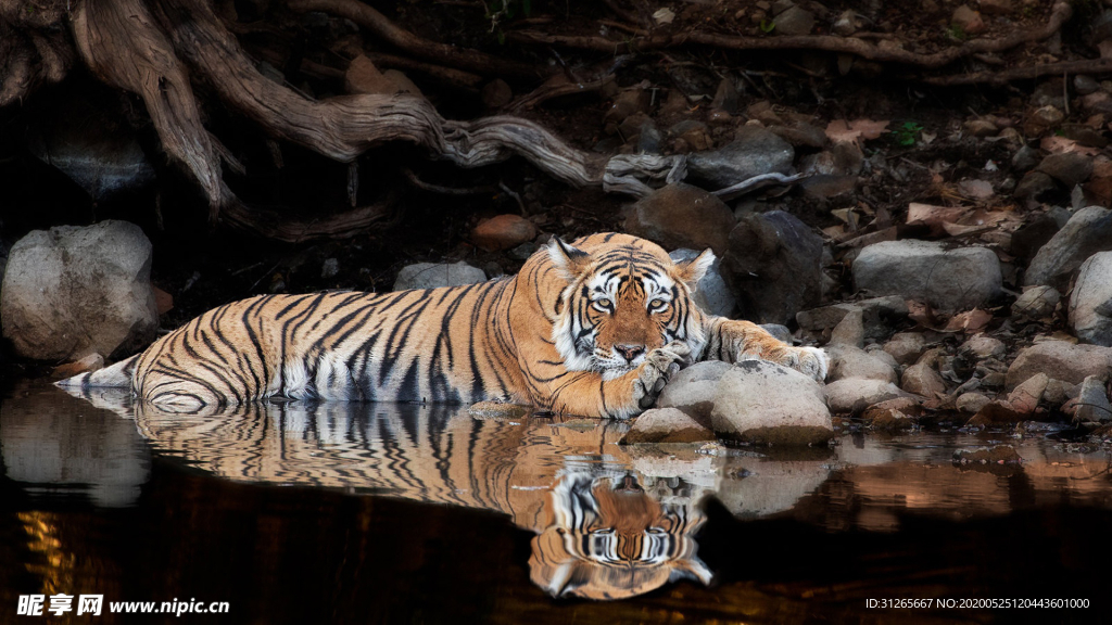 宠物动物合集猛虎洗澡