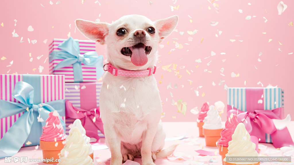 宠物壁纸精致小狗子