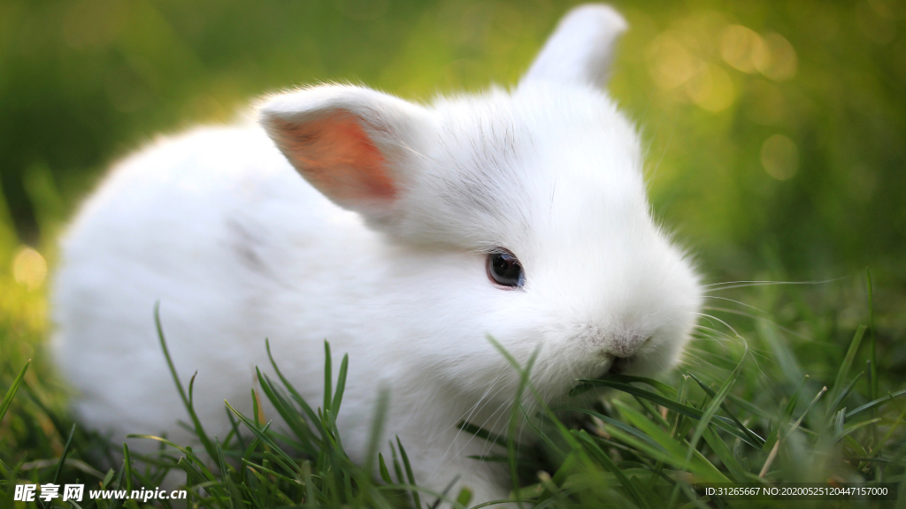 宠物动物合集像猪的兔子