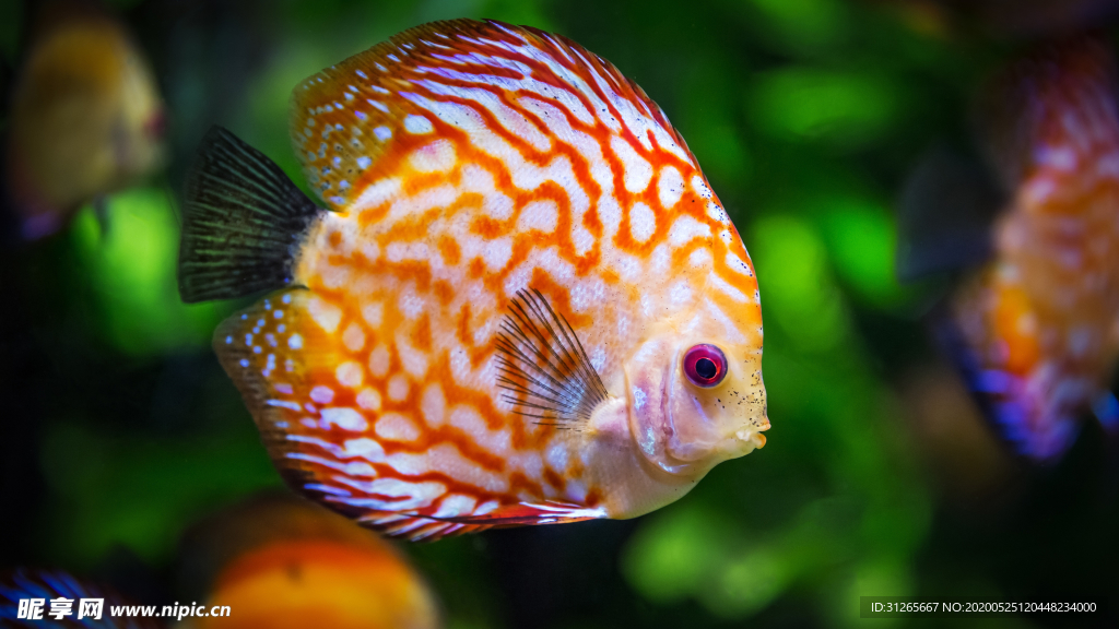 海底世界新奇鱼类