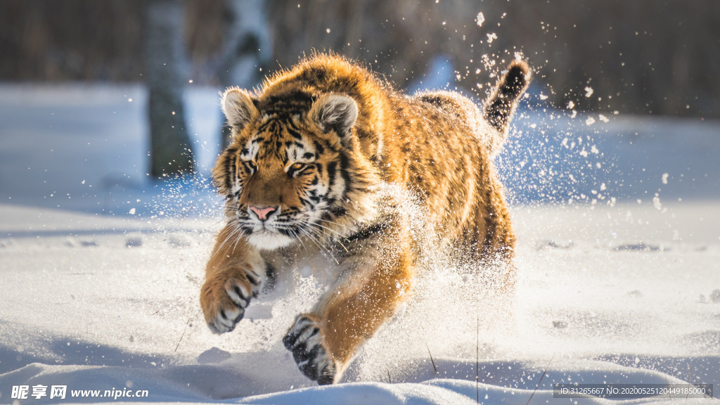 宠物动物合集猛虎扑雪