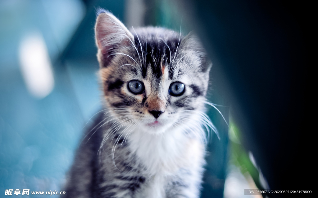 宠物动物合集猫咪照片