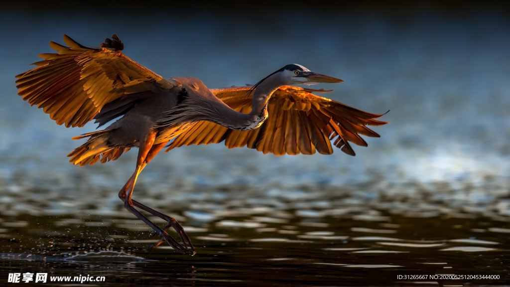 宠物动物合集神奇鸟类