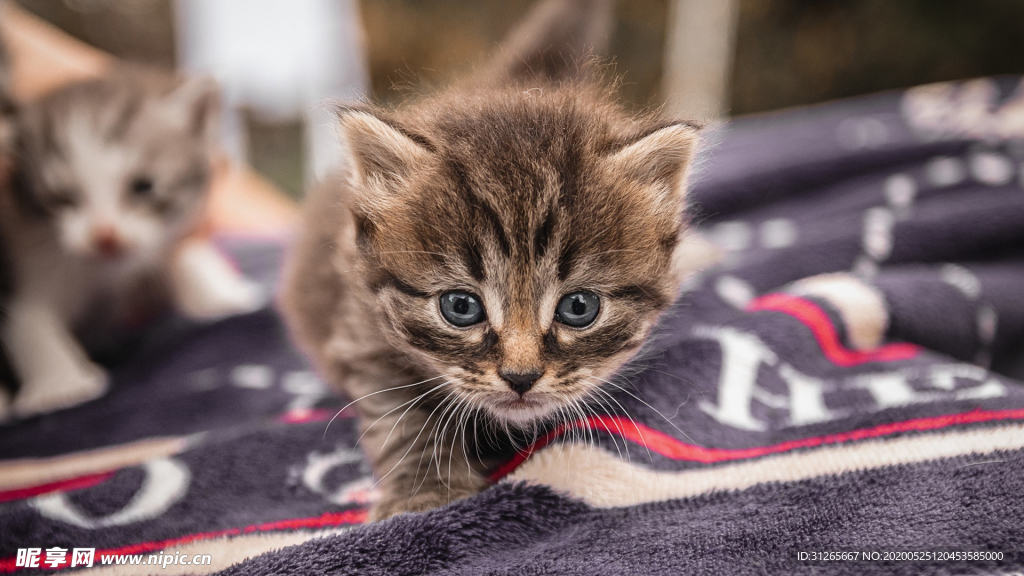 宠物动物合集泪汪汪小奶猫
