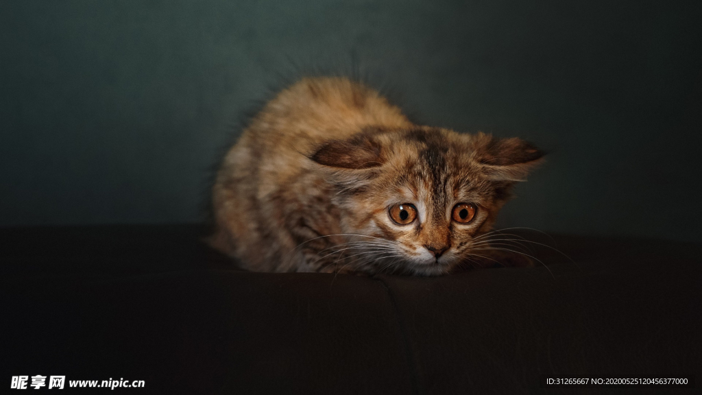 宠物动物合集可怜小猫咪