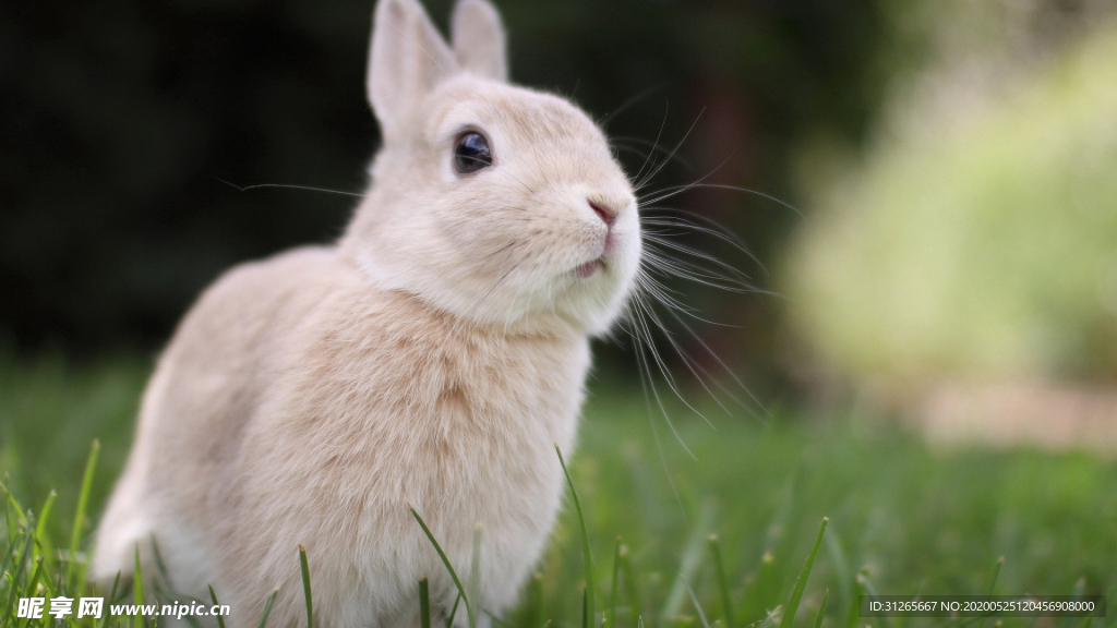 宠物动物合集兔子照片