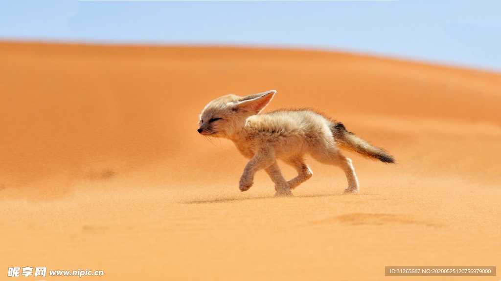 宠物动物合集沙漠里的狐狸
