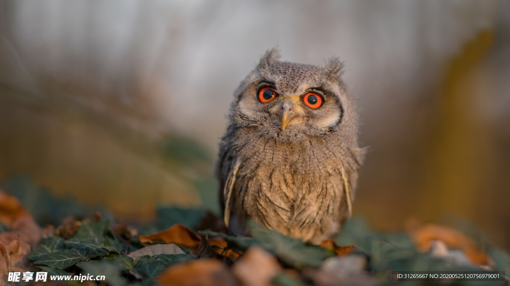 宠物动物合集呆萌猫头鹰