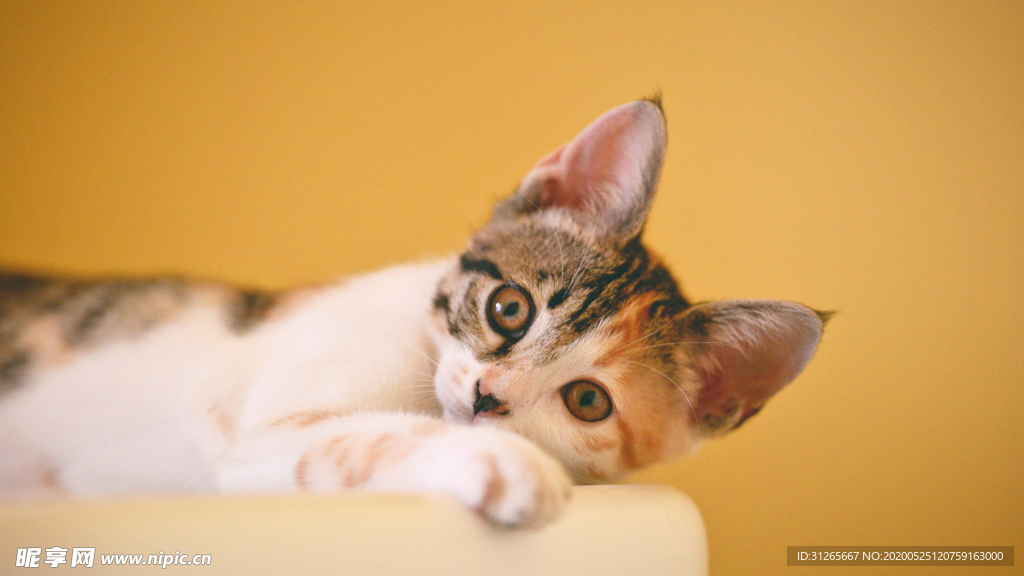 宠物动物合集宠物猫咪照片