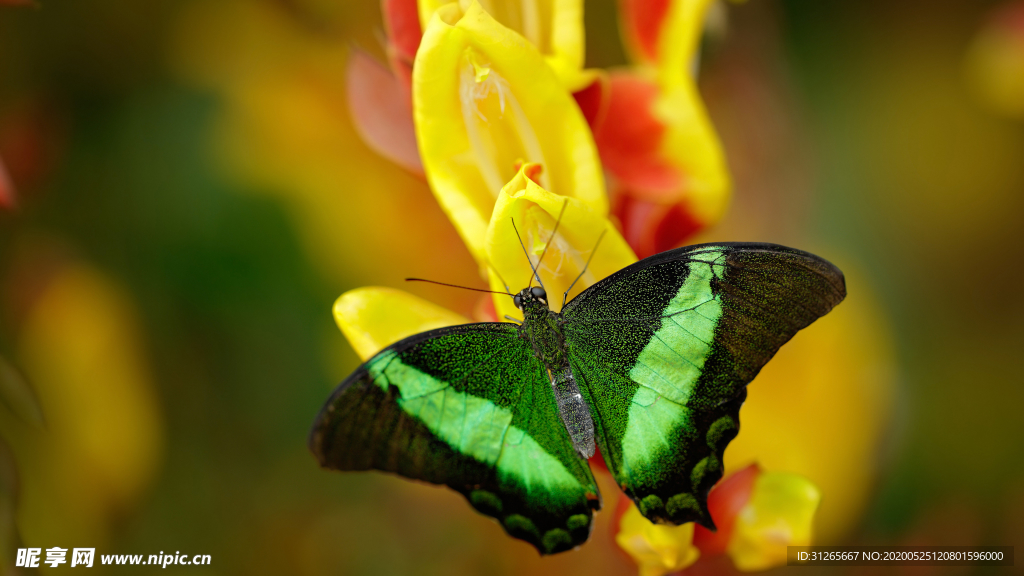 动物世界昆虫——蝴蝶
