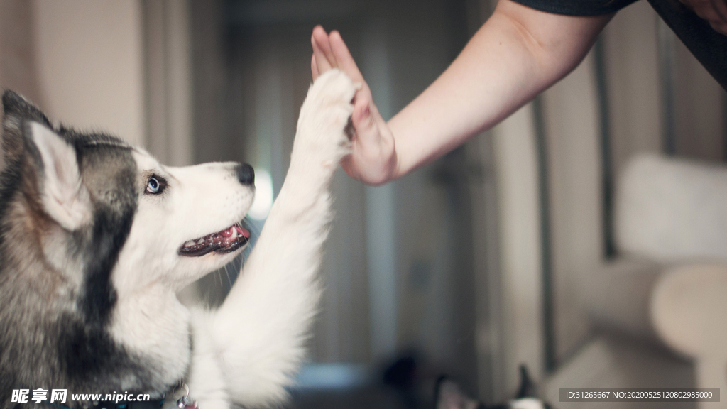 宠物动物合集与哈士奇击掌