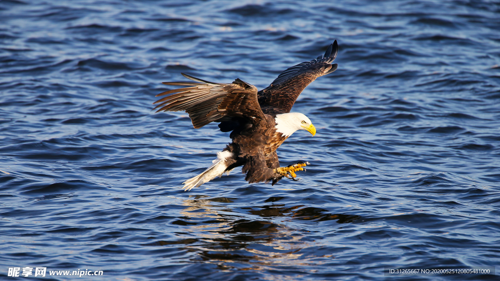 宠物动物合集老鹰猎食