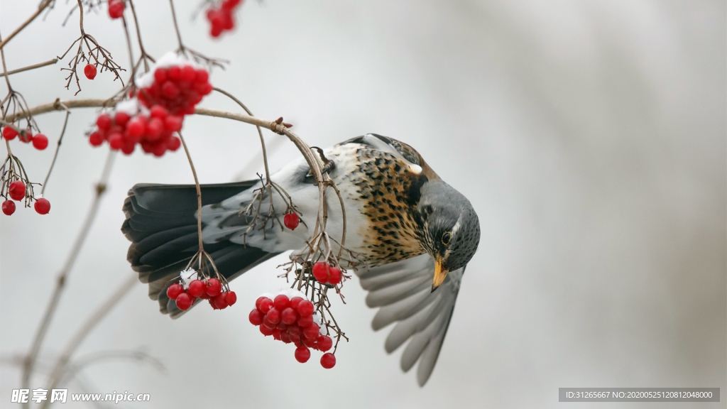 宠物动物合集鸟儿照片