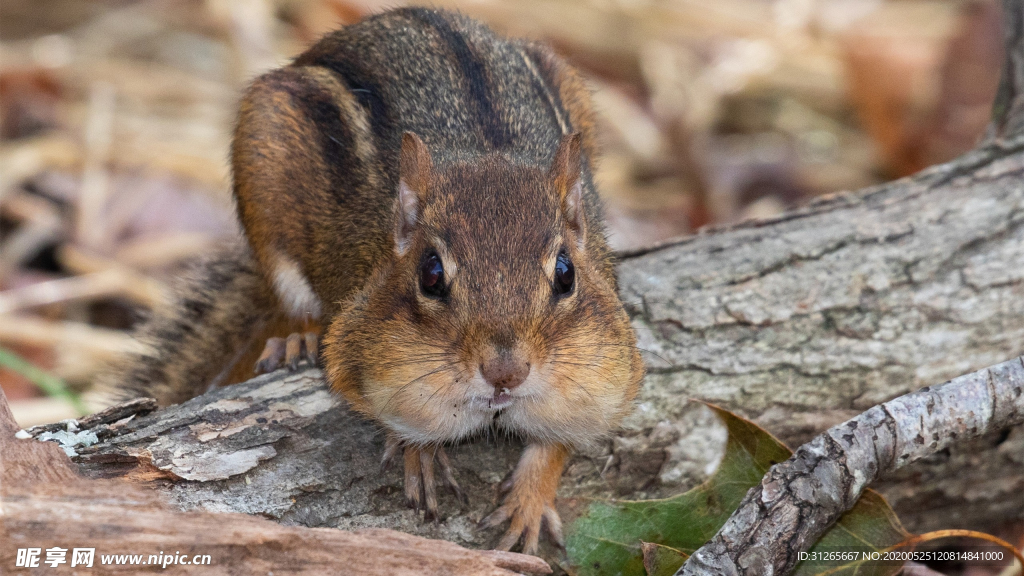 宠物动物合集松鼠