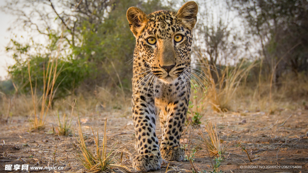 宠物动物合集豹子