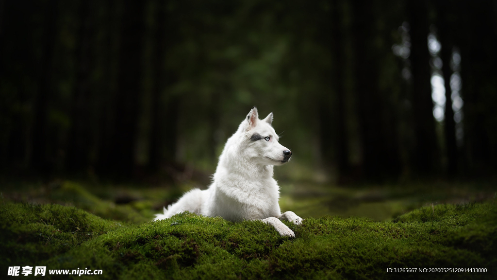 宠物动物合集仙气狗狗海报背景