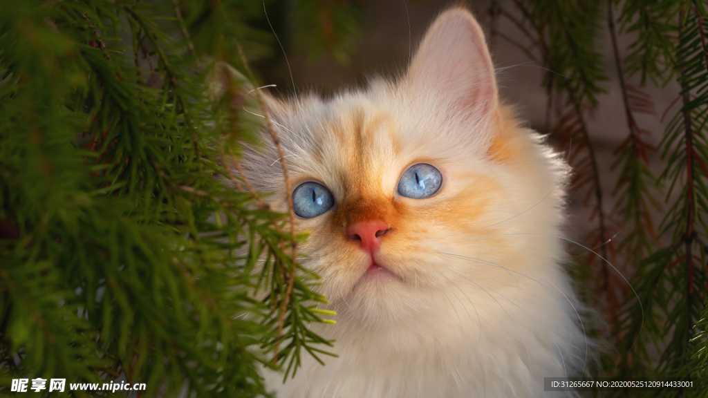 宠物动物合集猫咪壁纸