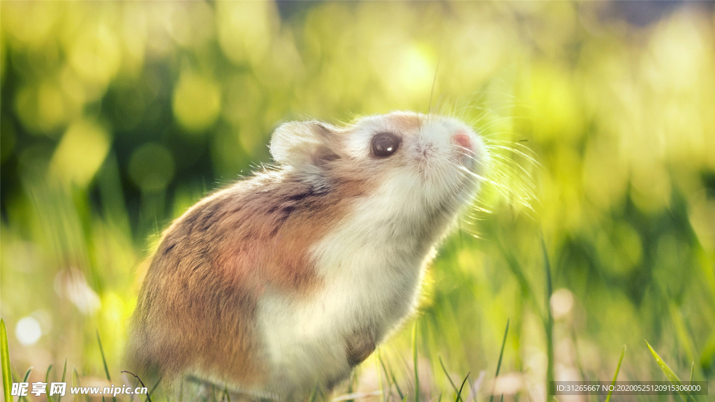 宠物动物合集仓鼠