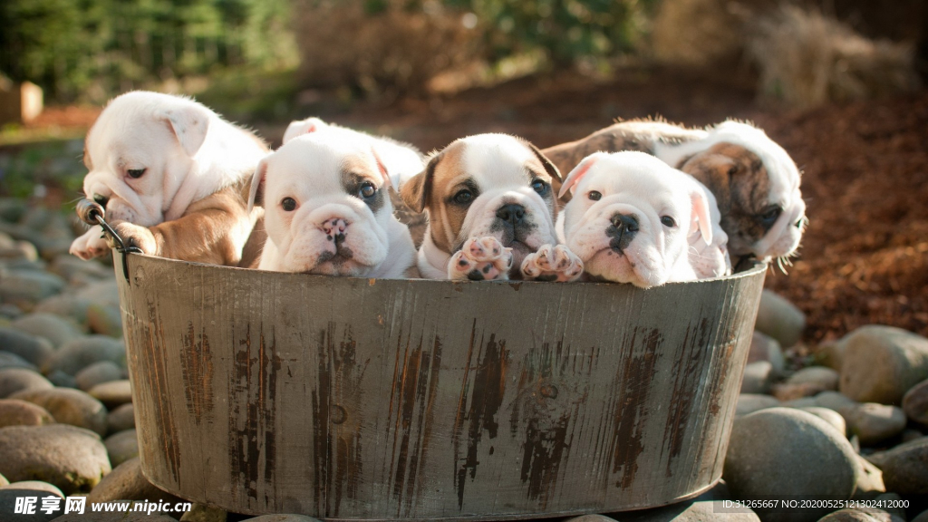 宠物小奶狗宠物照片