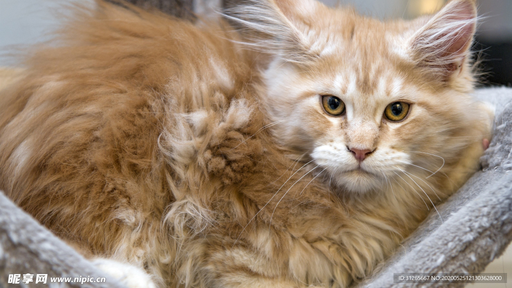 猫咪照片宠物壁纸