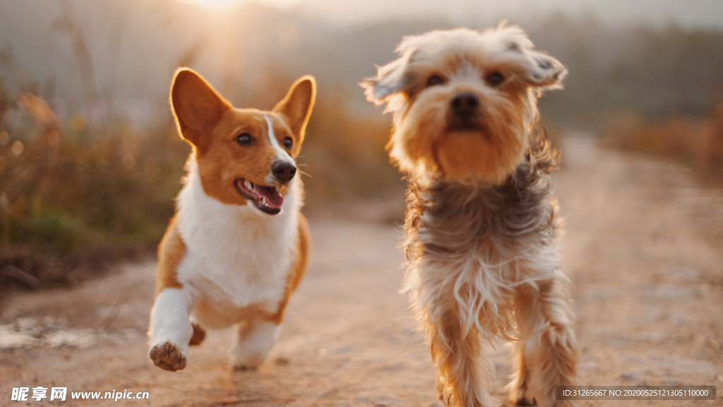 宠物狗狗户外照片