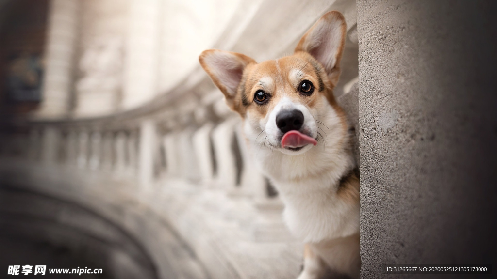 宠物壁纸狗狗照片