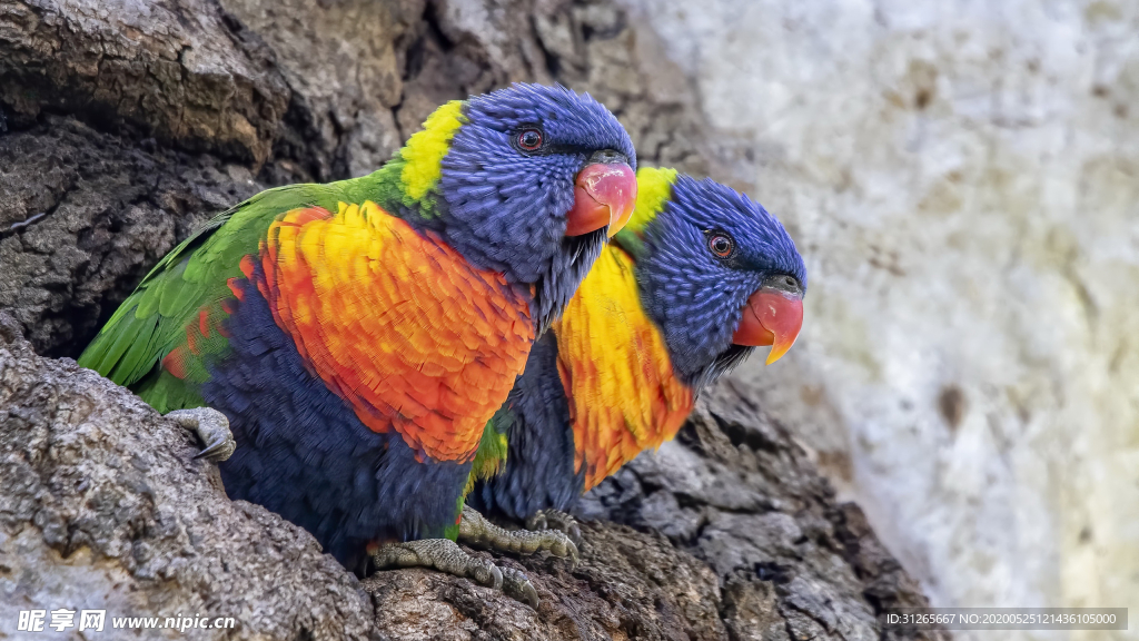 动物世界绚烂鸟儿