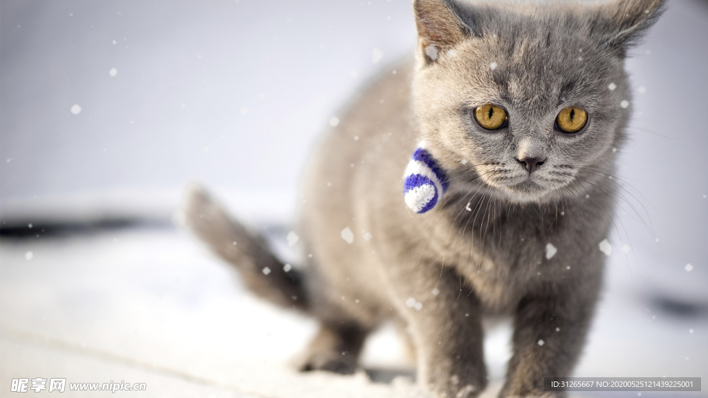 可爱宠物壁纸霸气猫咪照片