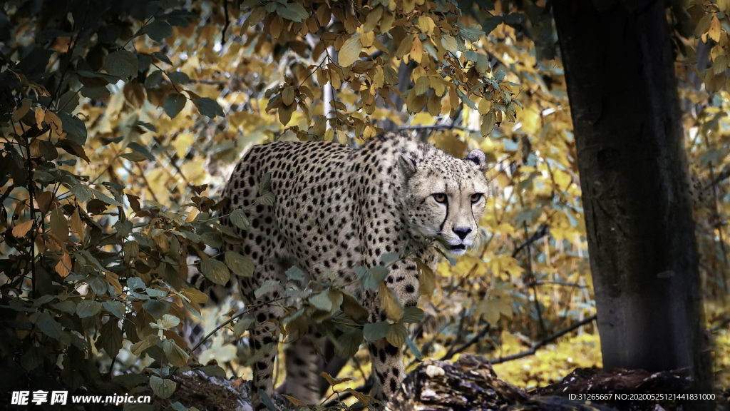 动物世界豹子摄影