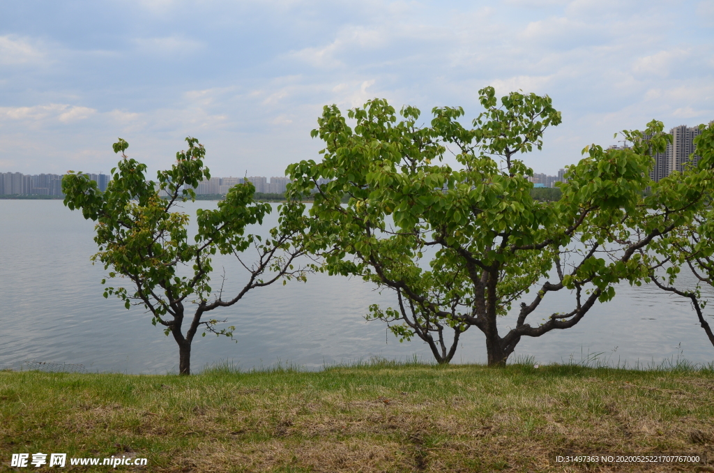 湖边小树
