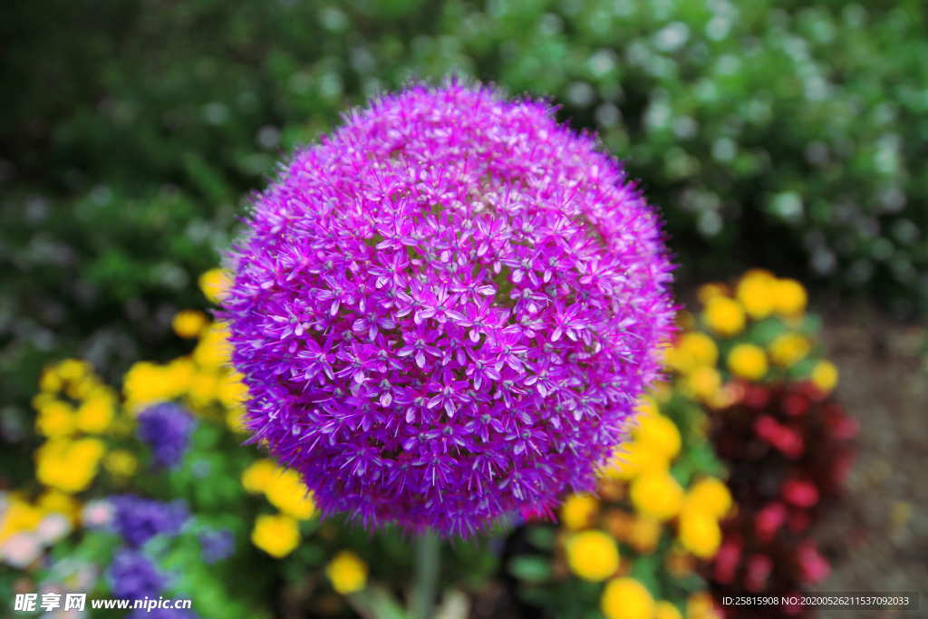 葱花葱子大葱图片