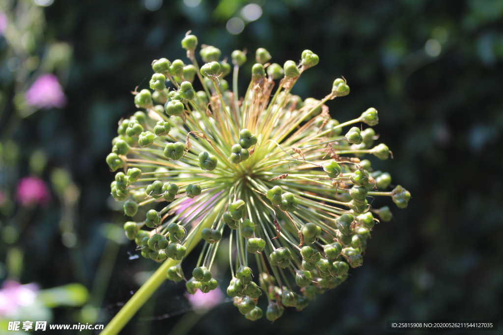葱花葱子大葱图片