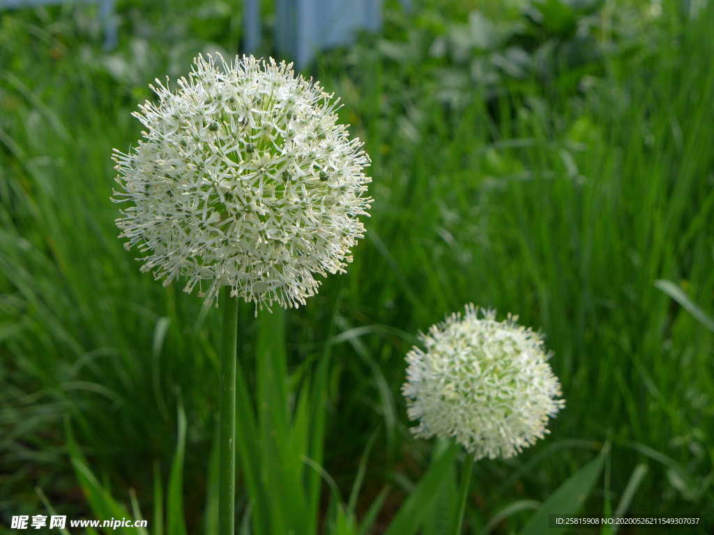 葱花葱子大葱图片