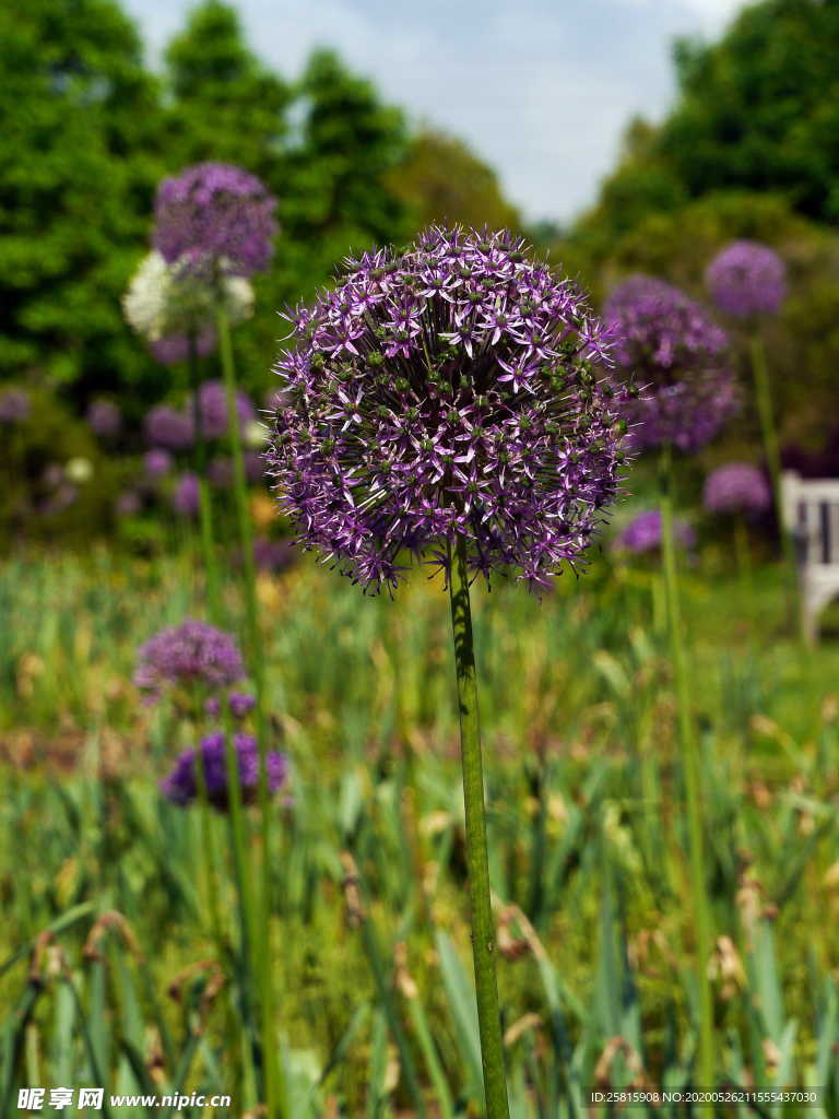 葱花葱子大葱图片