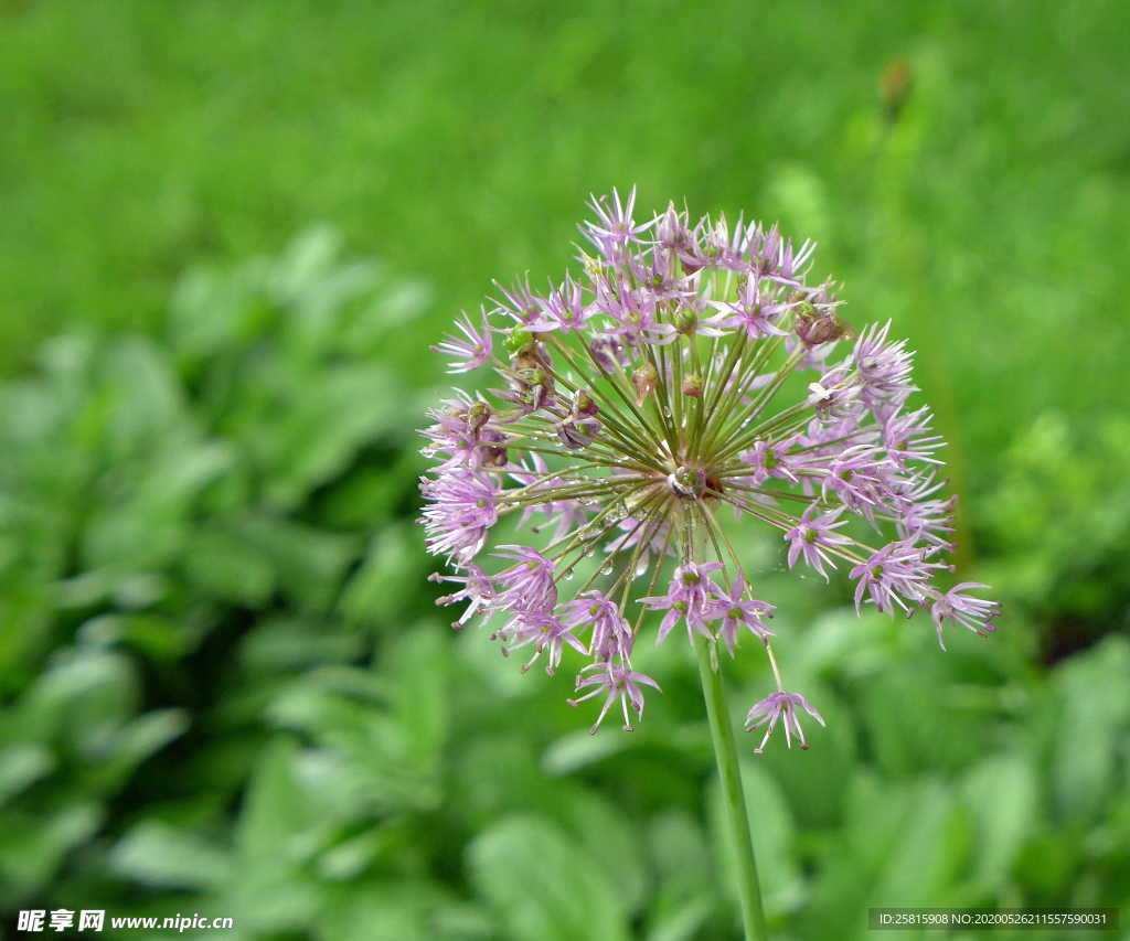 葱花葱子大葱图片