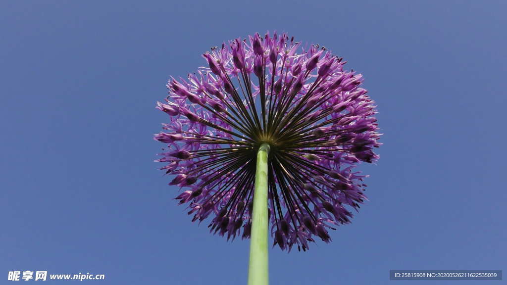 葱花葱子大葱图片