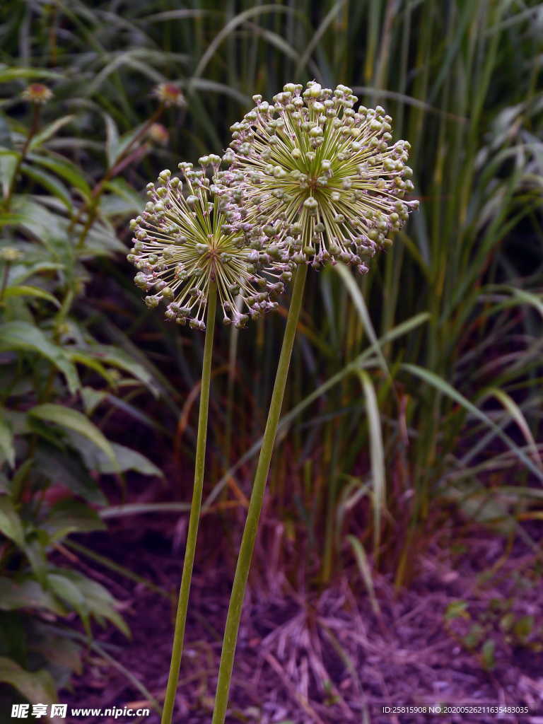 葱花葱子大葱图片