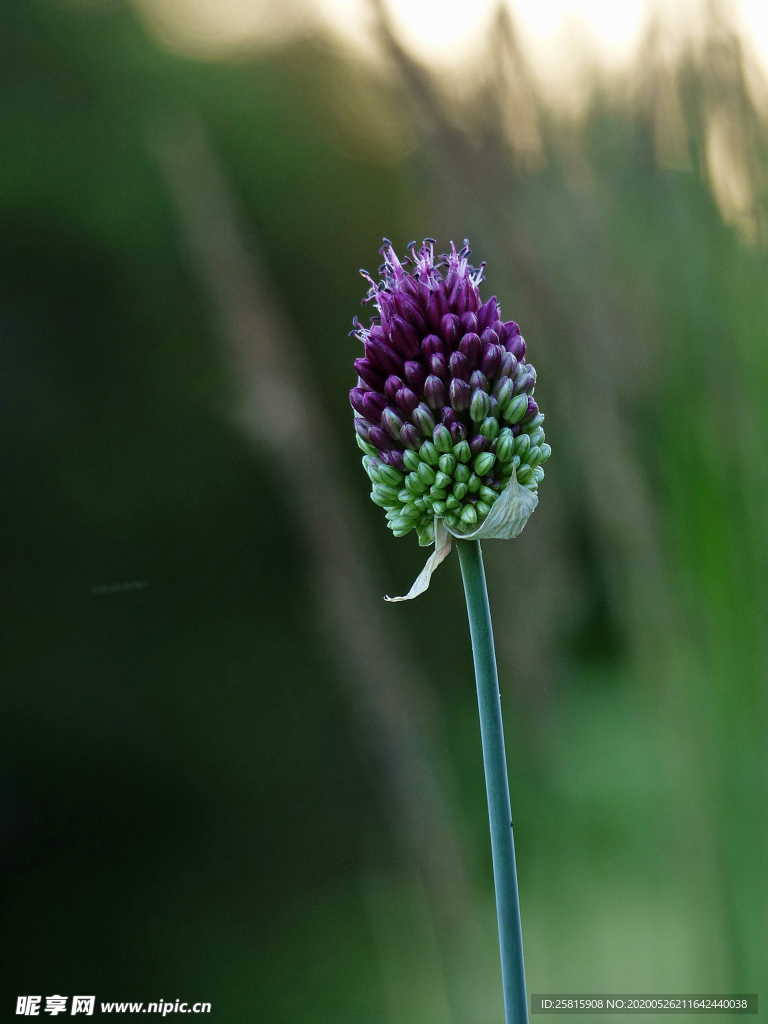 葱花葱子大葱图片
