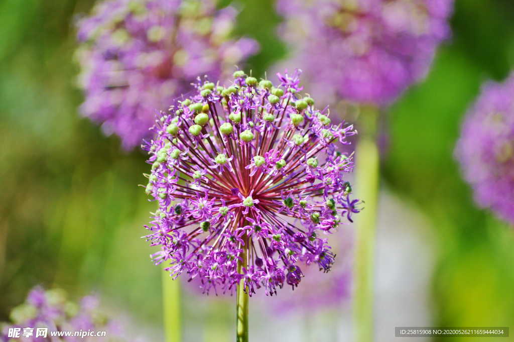葱花葱子大葱图片