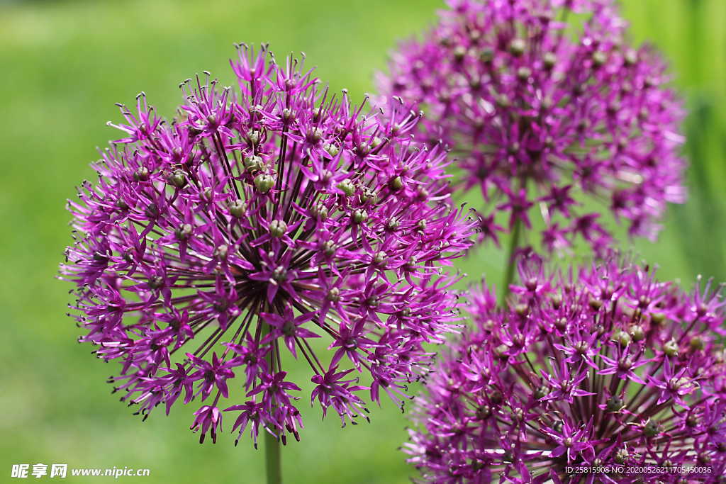 葱花葱子大葱图片