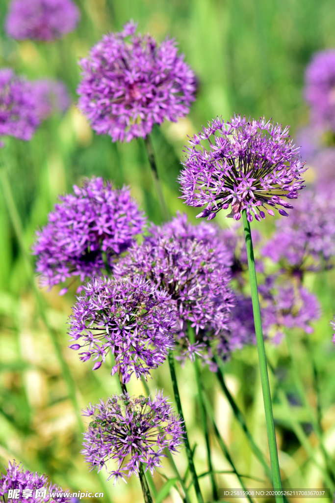 葱花葱子大葱图片