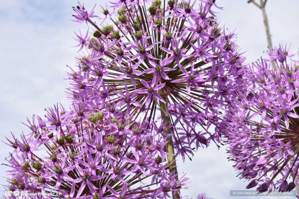 葱花葱子大葱图片