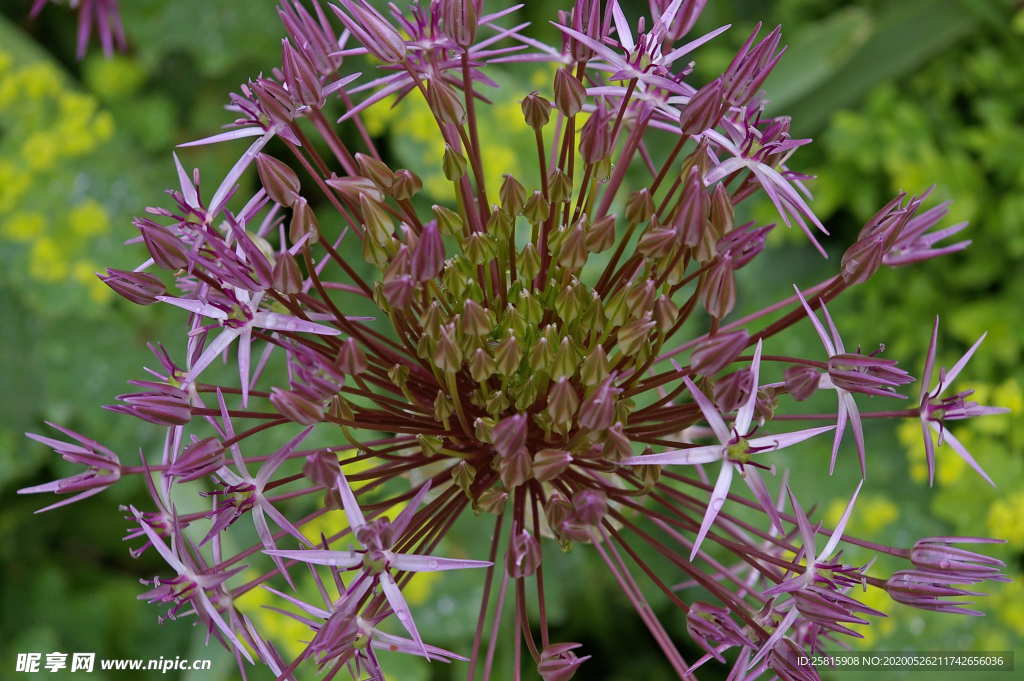 葱花葱子大葱图片