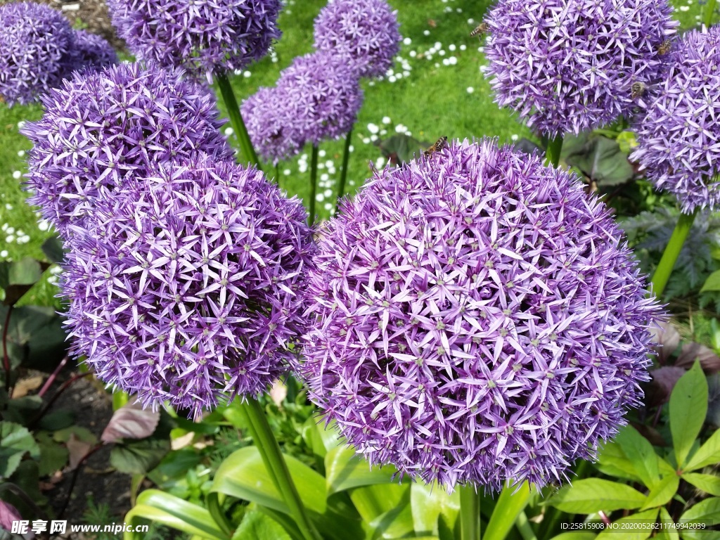 葱花葱子大葱图片