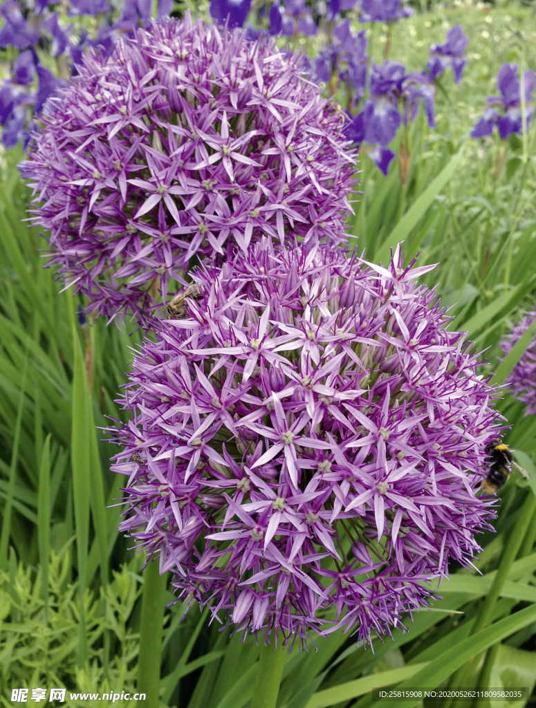 葱花葱子大葱图片