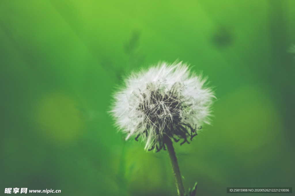 蒲公英蒲公英花图片