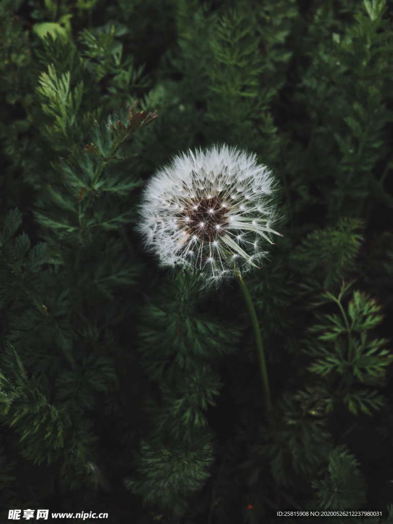 蒲公英蒲公英花图片