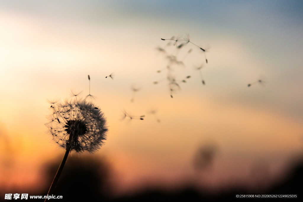 蒲公英蒲公英花图片